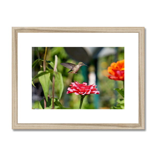 Hummingbird Hop Framed & Mounted Print