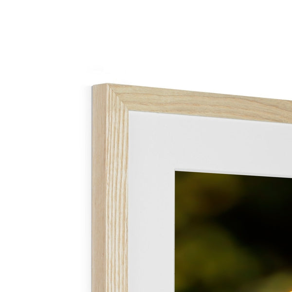 Hummingbird Stretch Framed & Mounted Print