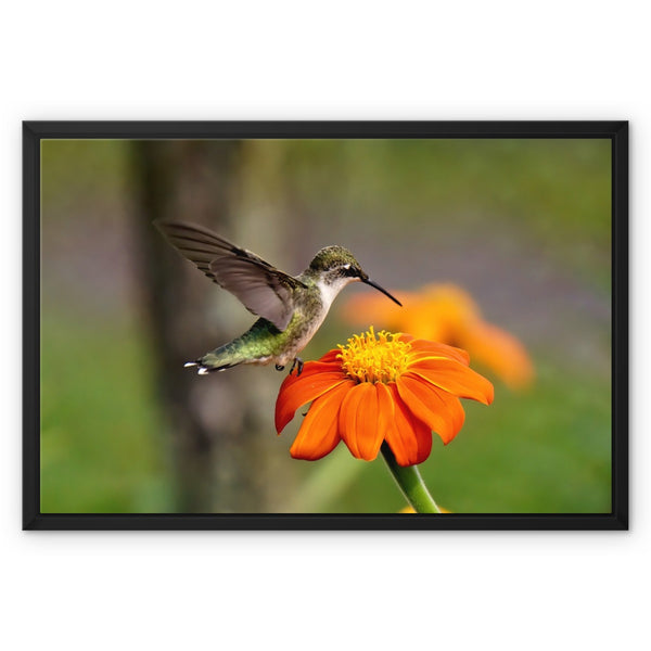 Hummingbird Orange Flower Framed Canvas