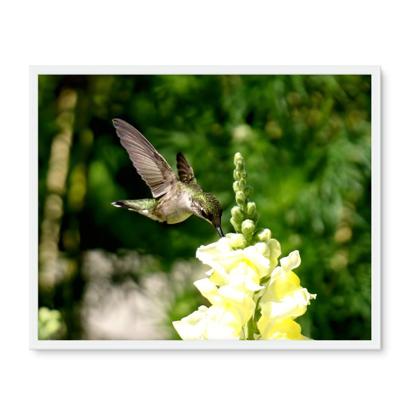 Snappy Light Hummingbirds Framed Photo Tile