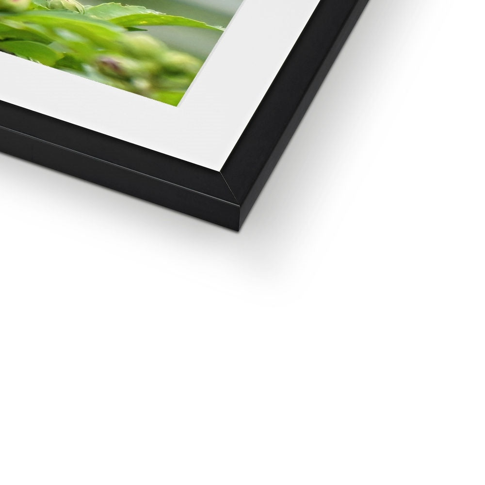 Hummingbird Buds Framed & Mounted Print