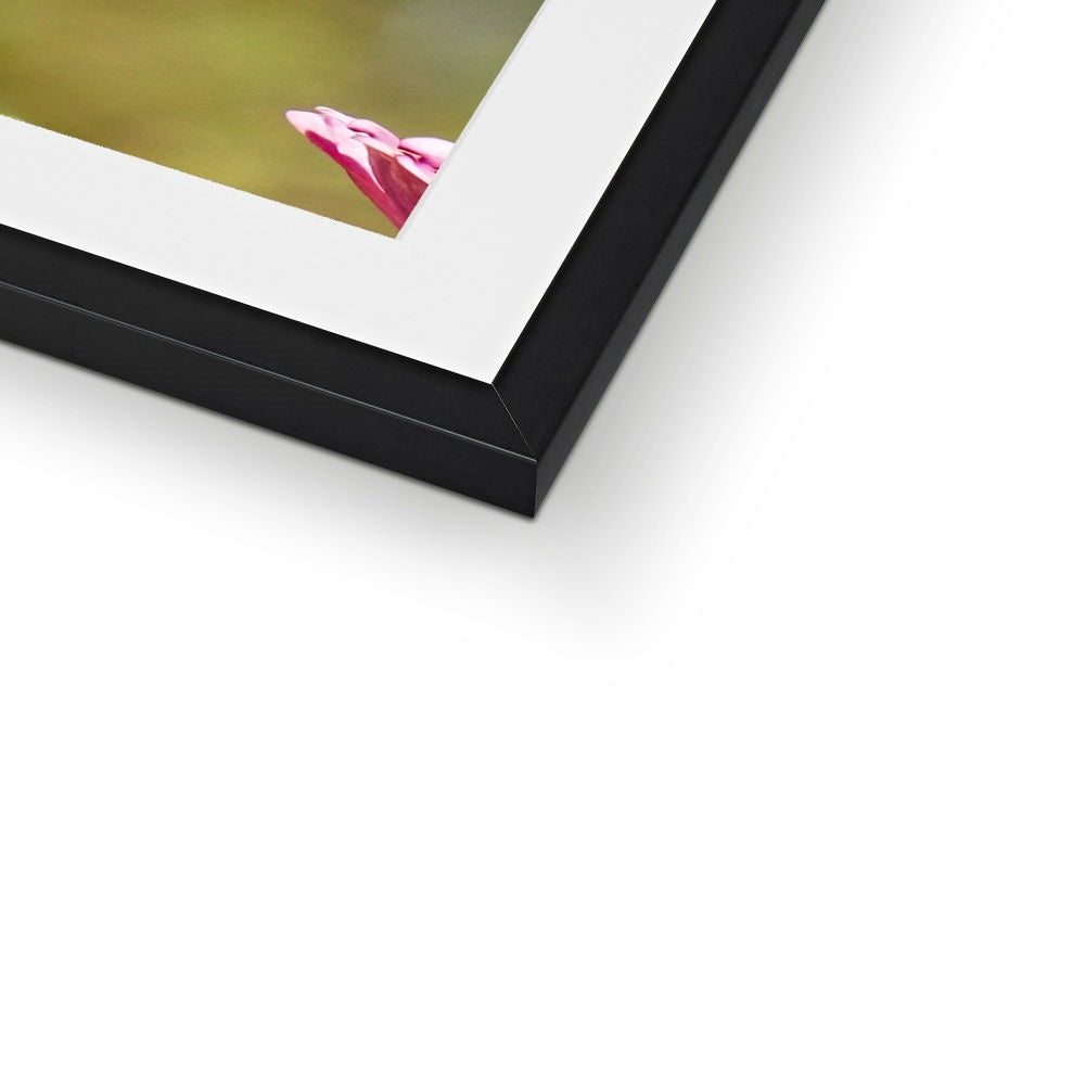 Hummingbird Hug Framed & Mounted Print