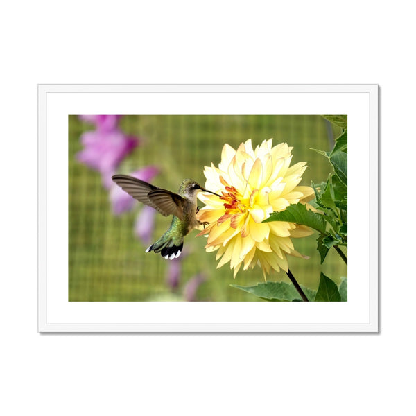 Flower Flame Hummingbird Framed & Mounted Print