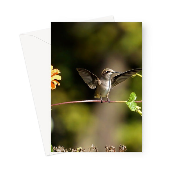 Hummingbird Stretch Greeting Card