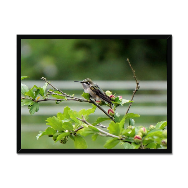 Hummingbird Buds Framed Print