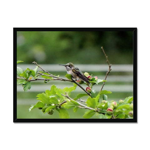Hummingbird Buds Framed Print