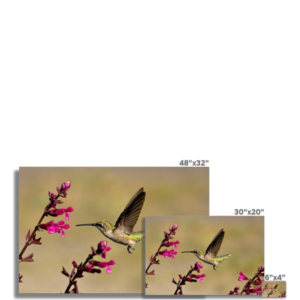 Hummingbird Dart Photography Rolled Eco Canvas