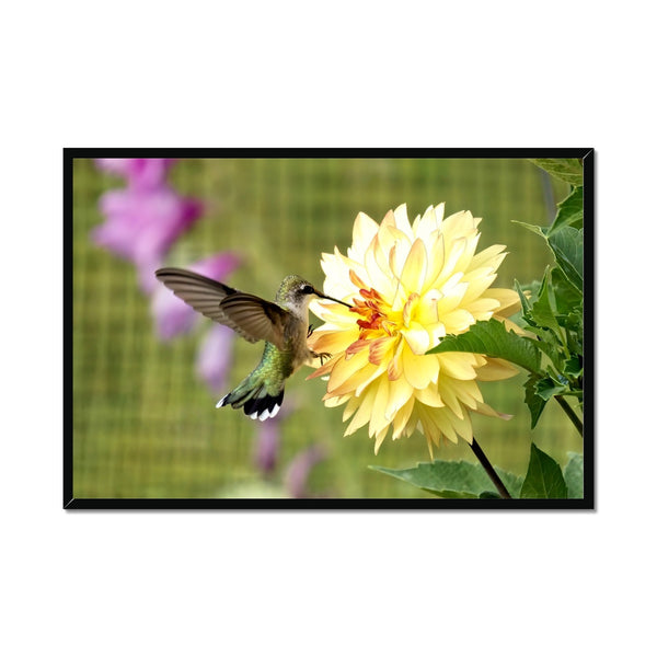 Flower Flame Hummingbird Framed Print