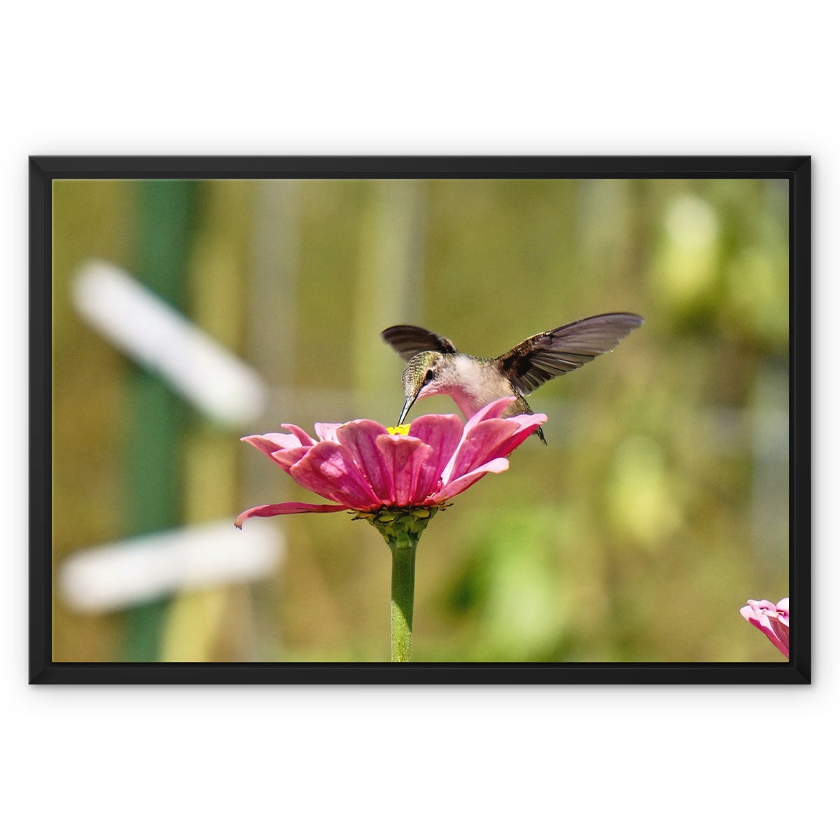 Hummingbird Hug Framed Canvas