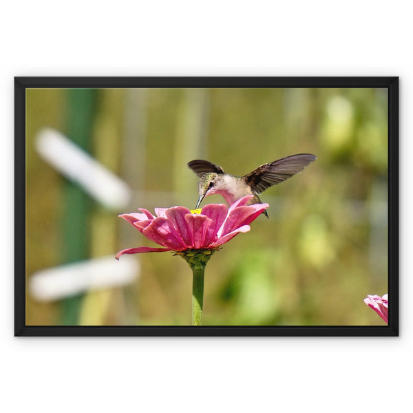 Hummingbird Hug Framed Canvas