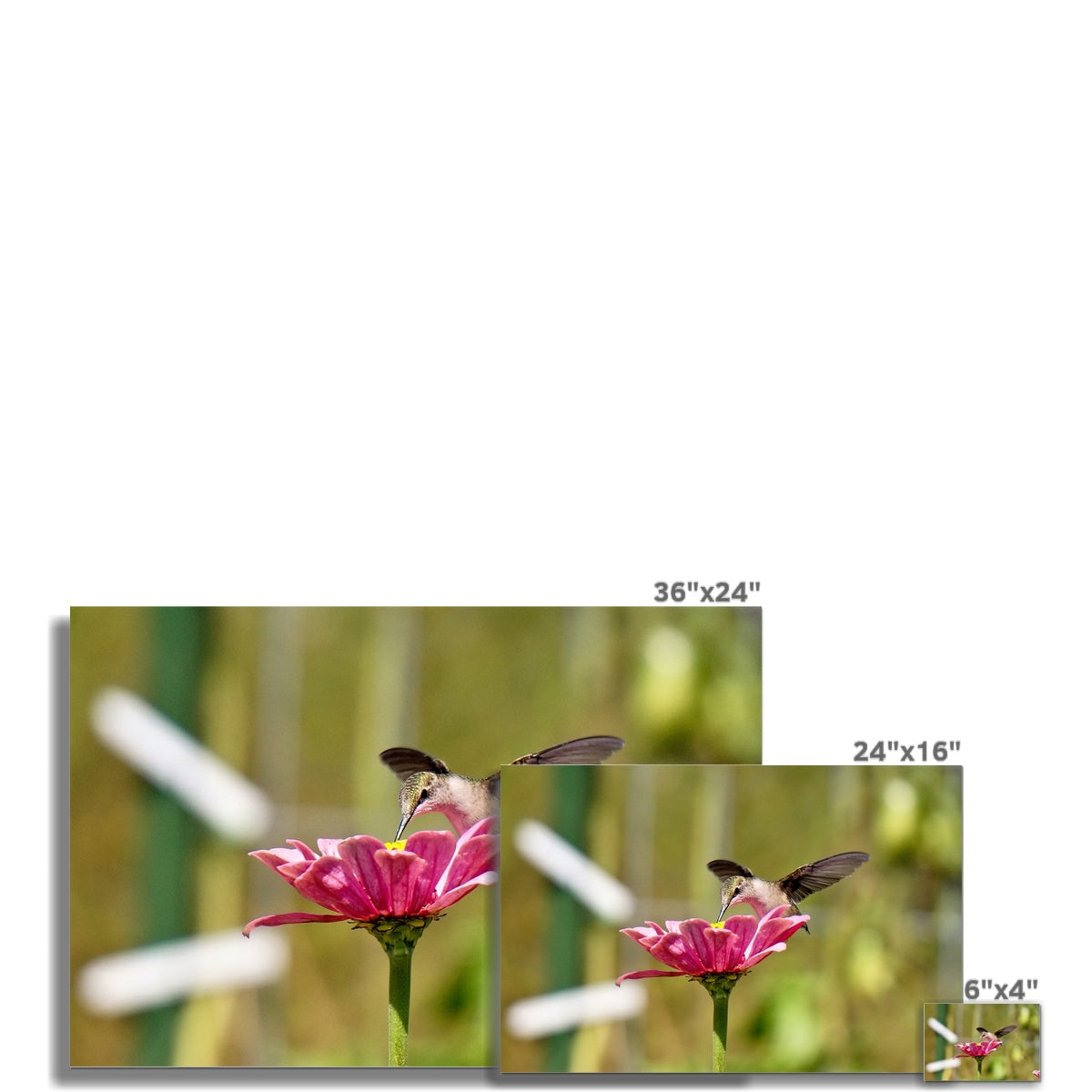Hummingbird Hug Rolled Canvas