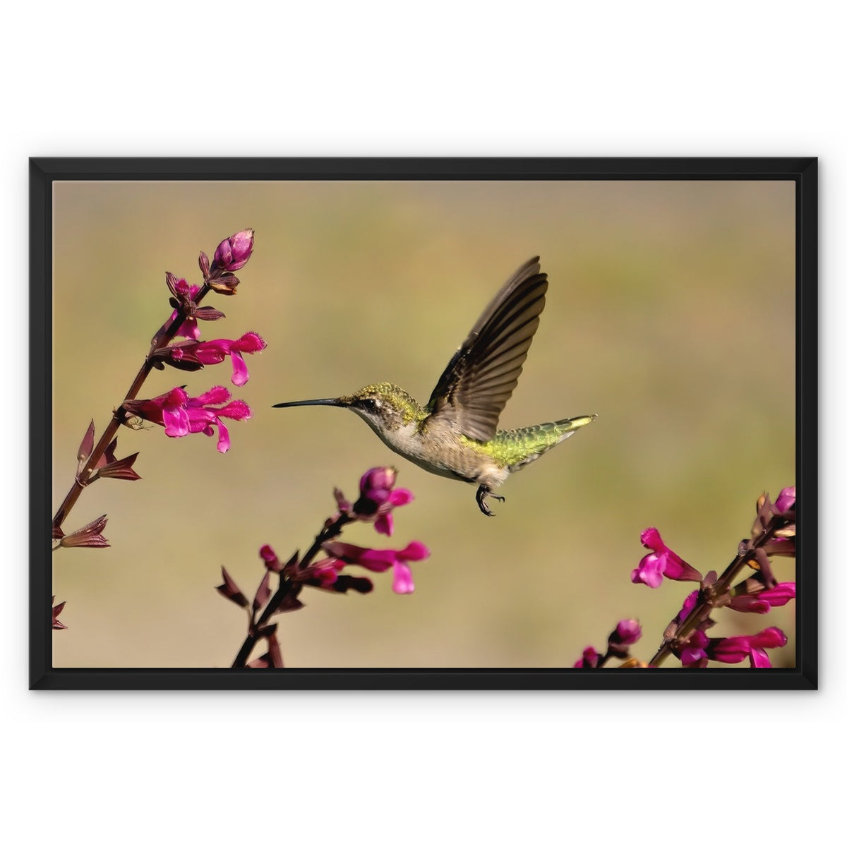 Hummingbird Dart Photography Framed Canvas
