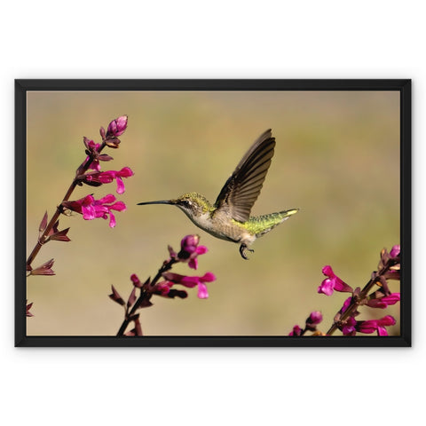 Hummingbird Dart Photography Framed Canvas