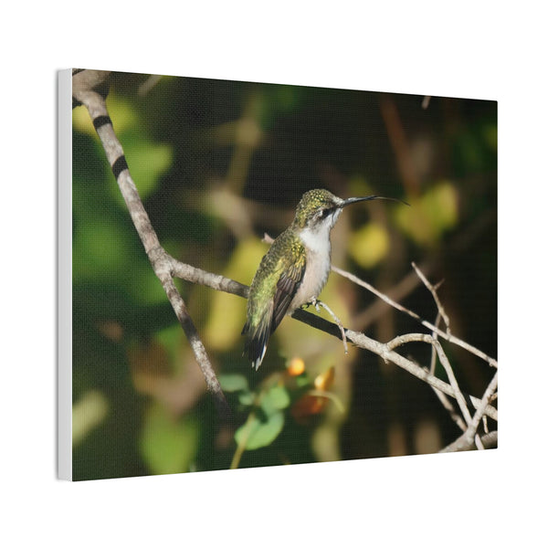 Tasting the Air Hummingbird Canvas Stretched, 0.75"