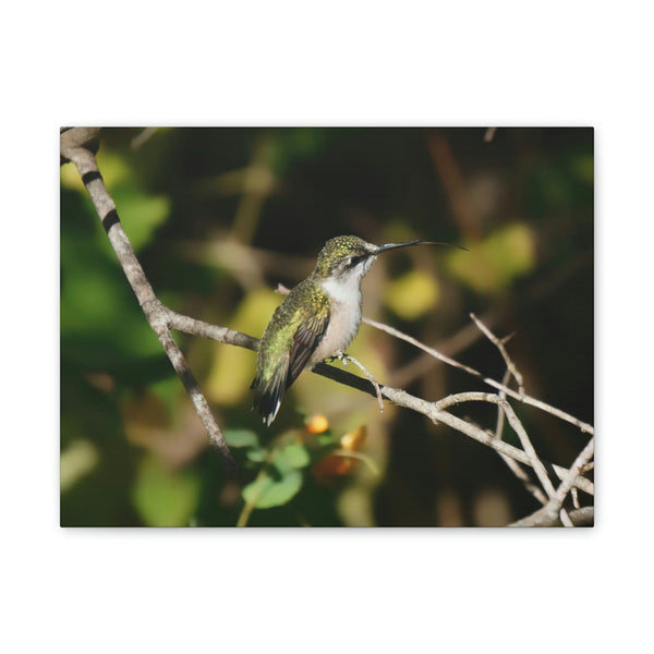 Tasting the Air Hummingbird Canvas Stretched, 0.75"