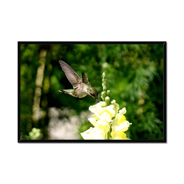 Snappy Light Hummingbirds Framed Print