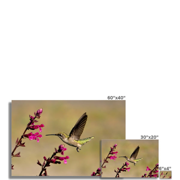 Hummingbird Dart Photography Wall Art Poster