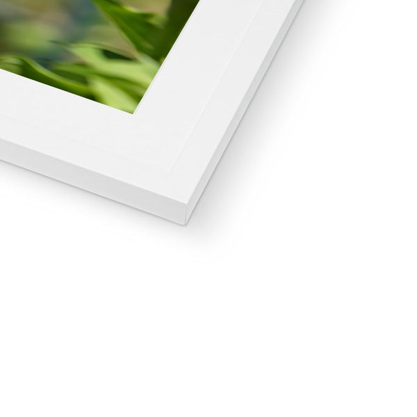 Hummingbird Hop Framed & Mounted Print