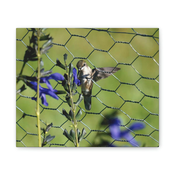 Fence Feeder Hummingbird Canvas Stretched, 0.75"