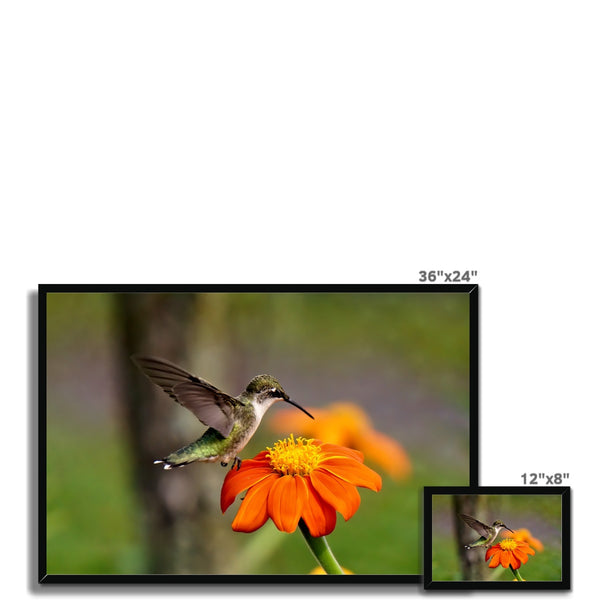 Hummingbird Orange Flower Framed Print