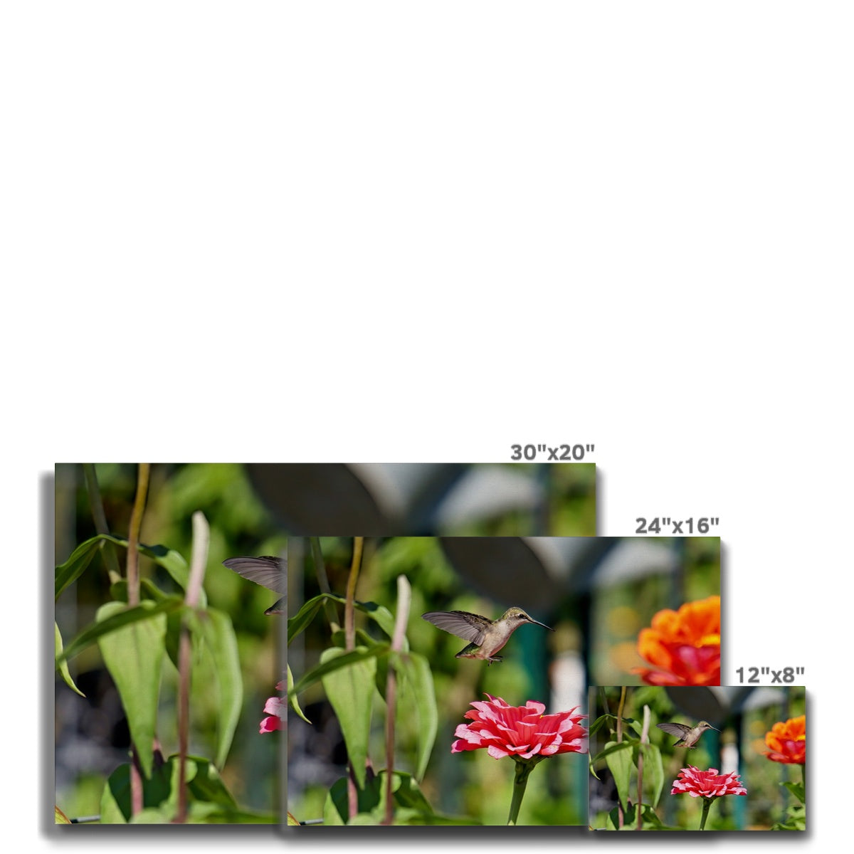 Hummingbird Hop Eco Canvas