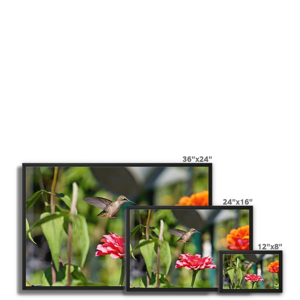 Hummingbird Hop Framed Canvas