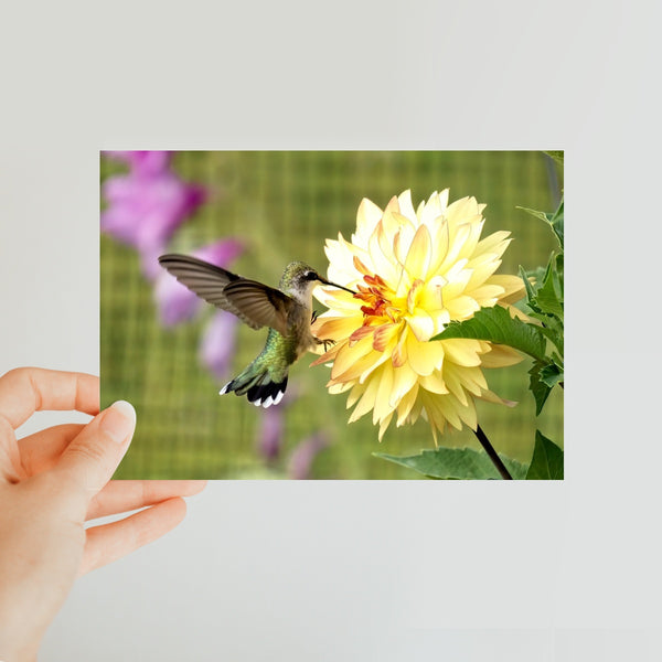 Flower Flame Hummingbird Classic Postcard