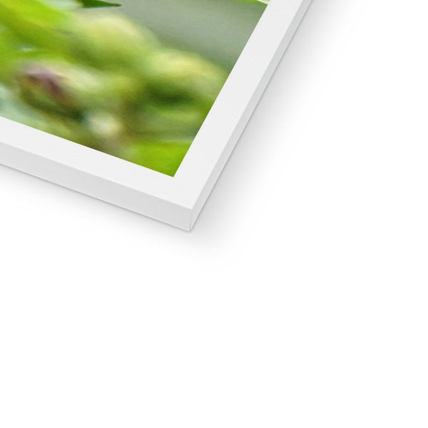 Hummingbird Buds Framed Print