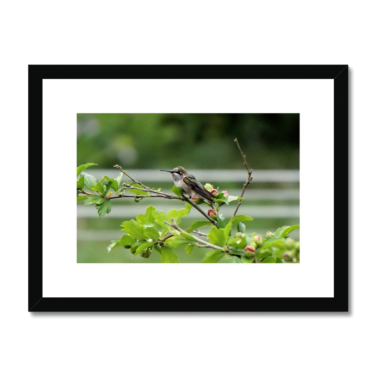 Hummingbird Buds Framed & Mounted Print