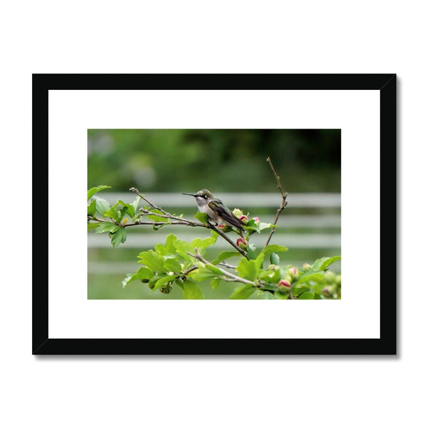 Hummingbird Buds Framed & Mounted Print