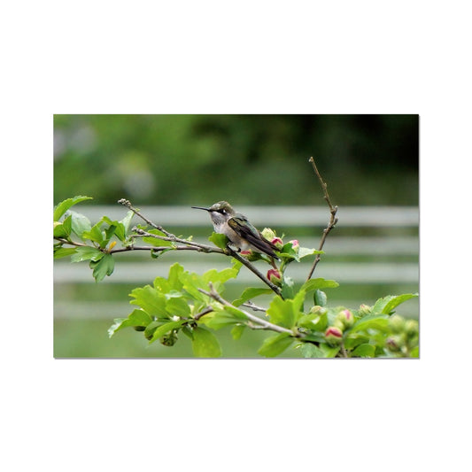 Hummingbird Buds Rolled Canvas