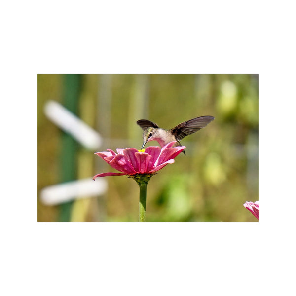 Hummingbird Hug Temporary Tattoo