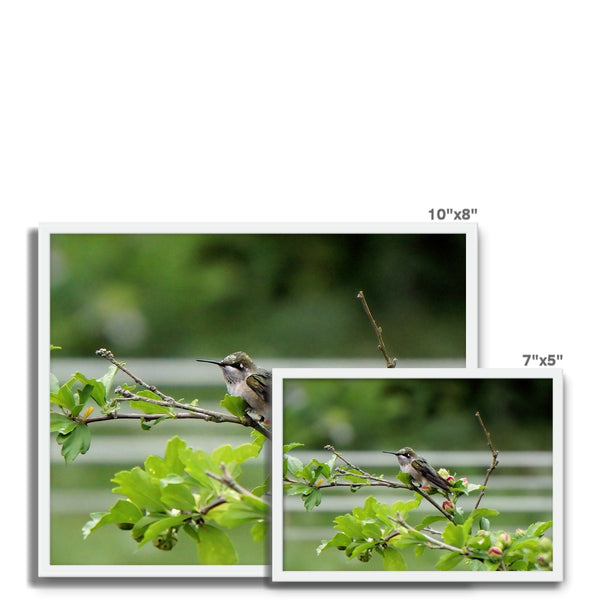 Hummingbird Buds Framed Photo Tile