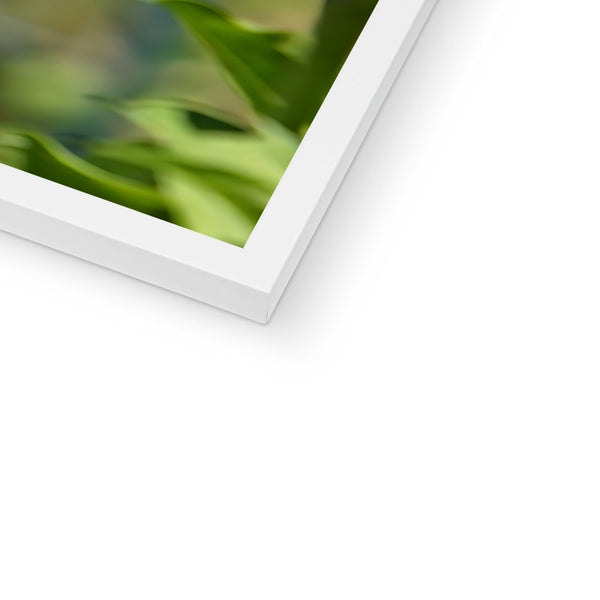 Hummingbird Hop Framed Print