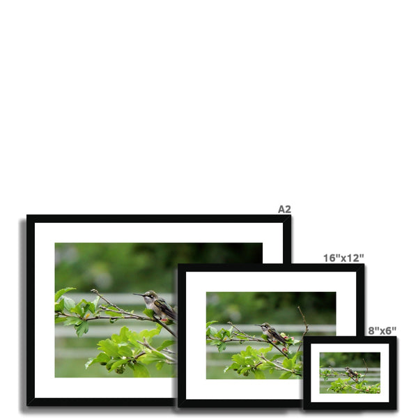 Hummingbird Buds Framed & Mounted Print