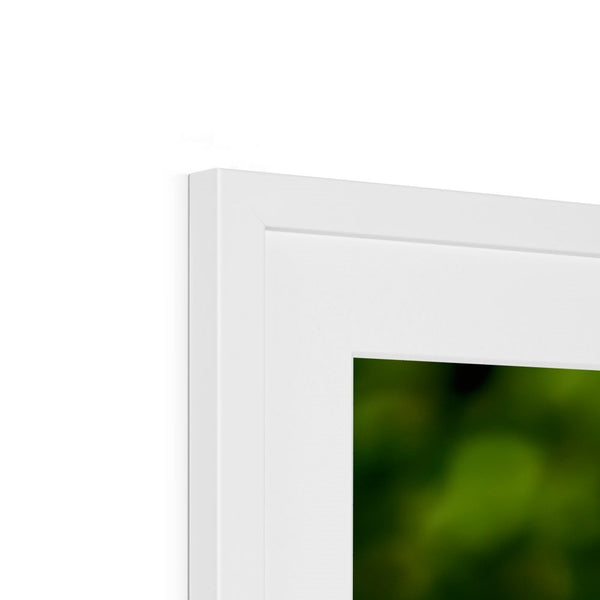 Snappy Light Hummingbirds Framed & Mounted Print