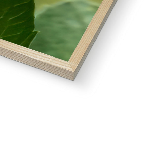 Flower Flame Hummingbird Framed Print