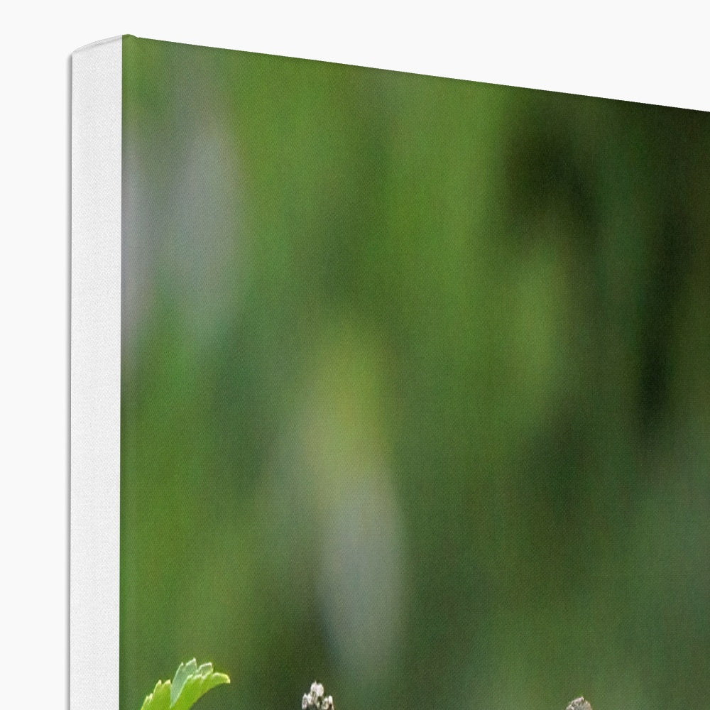 Hummingbird Buds Canvas