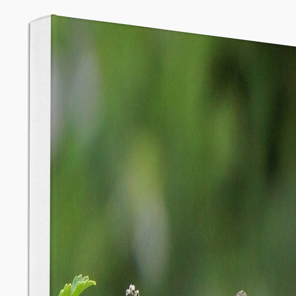 Hummingbird Buds Canvas