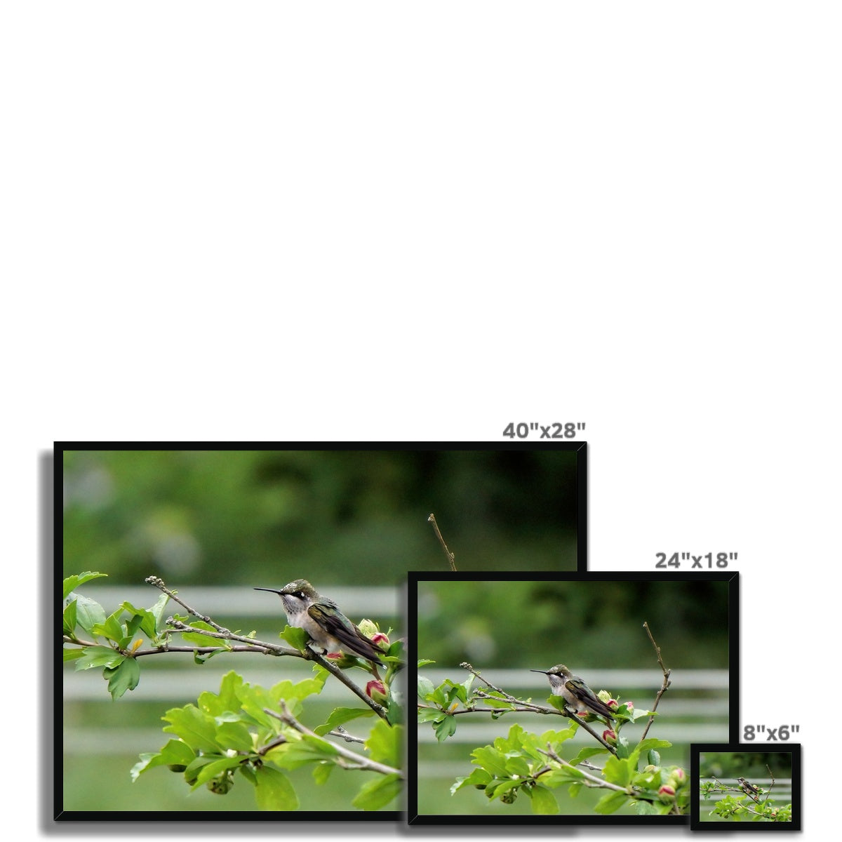 Hummingbird Buds Framed Print