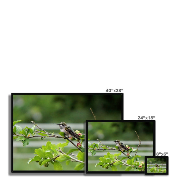 Hummingbird Buds Framed Print