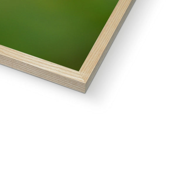 Hummingbird Orange Flower Framed Print