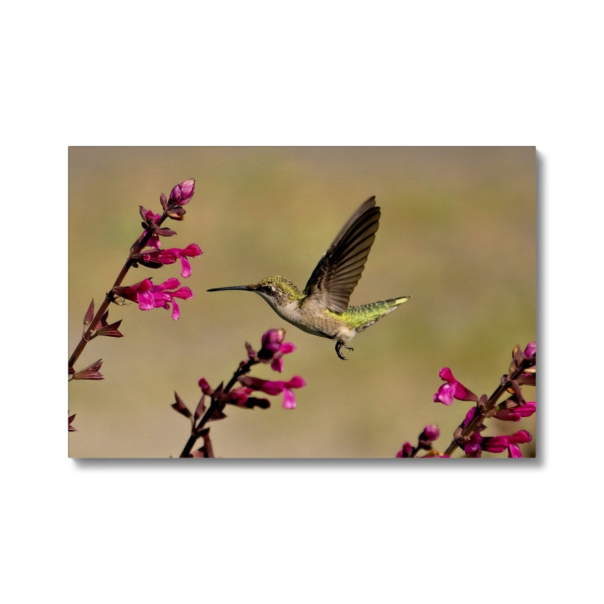 Hummingbird Dart Photography Eco Canvas