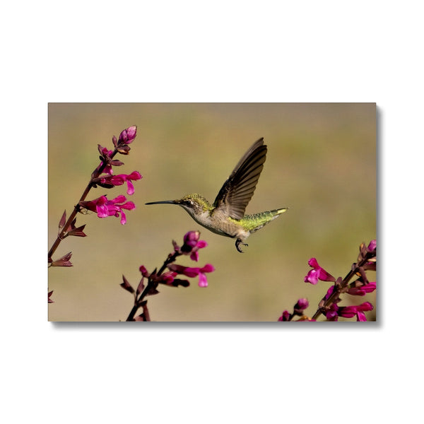 Hummingbird Dart Photography Eco Canvas