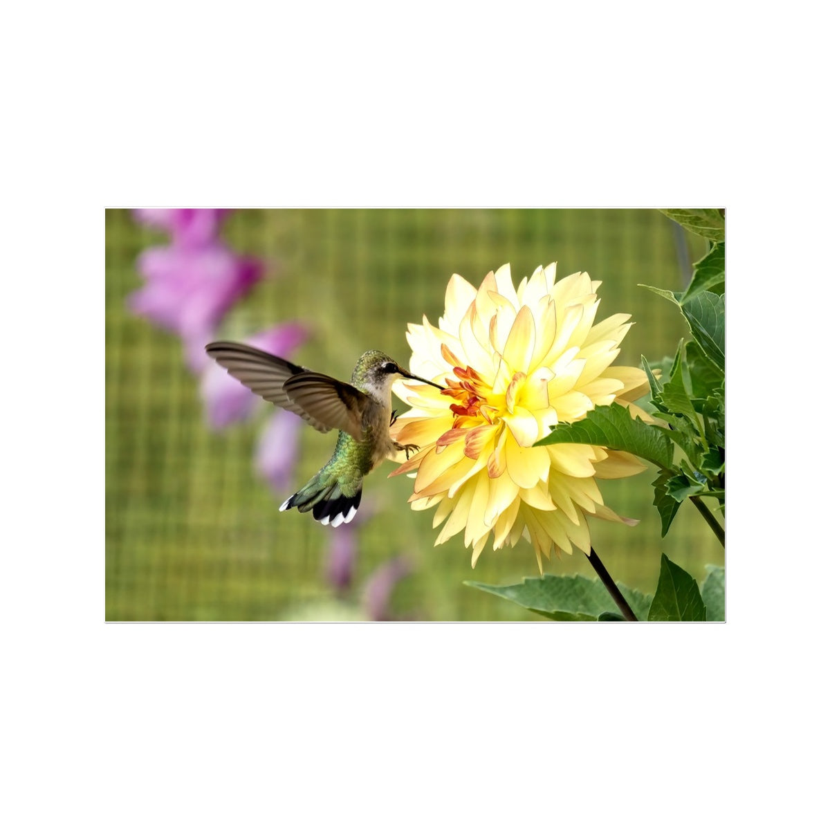 Flower Flame Hummingbird Temporary Tattoo