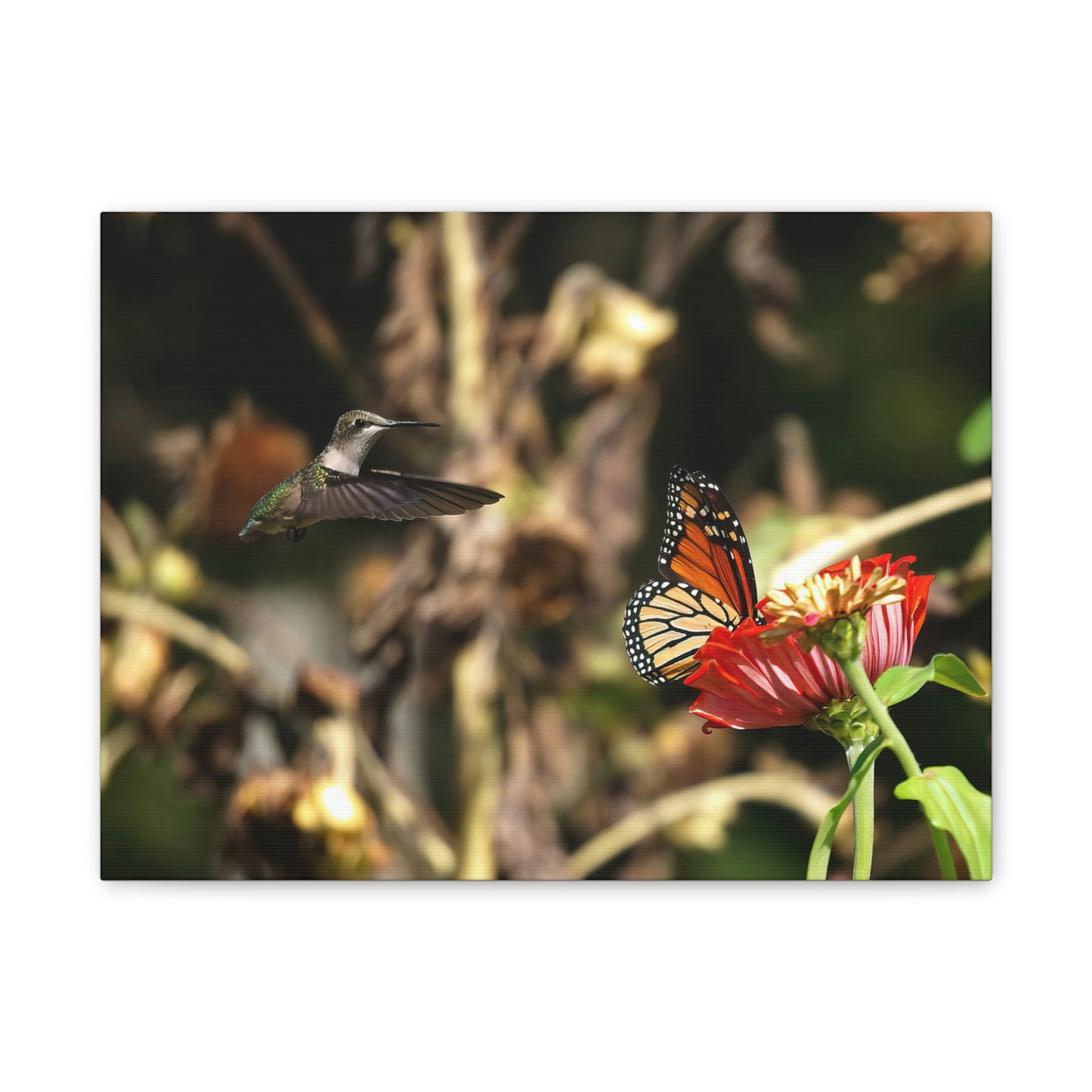 Hummingbird Monarch Canvas Stretched, 0.75"