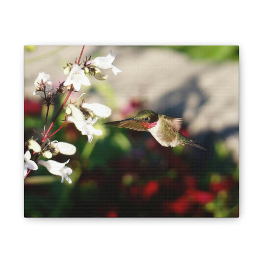 Hummingbird True Ruby Canvas Stretched, 0.75"