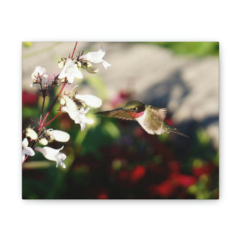 Hummingbird True Ruby Canvas Stretched, 0.75"