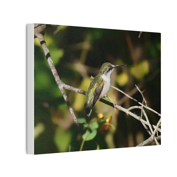 Tasting the Air Hummingbird Canvas Stretched, 0.75"