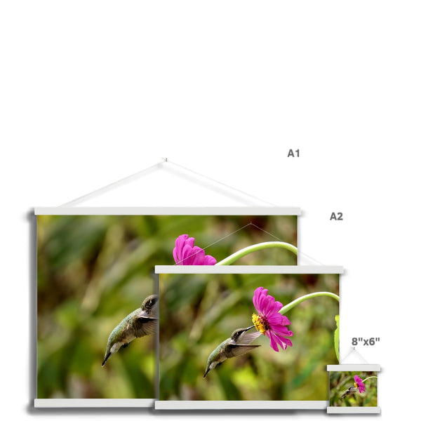 Hummingbird Looking Up Photography Fine Art Print with Hanger